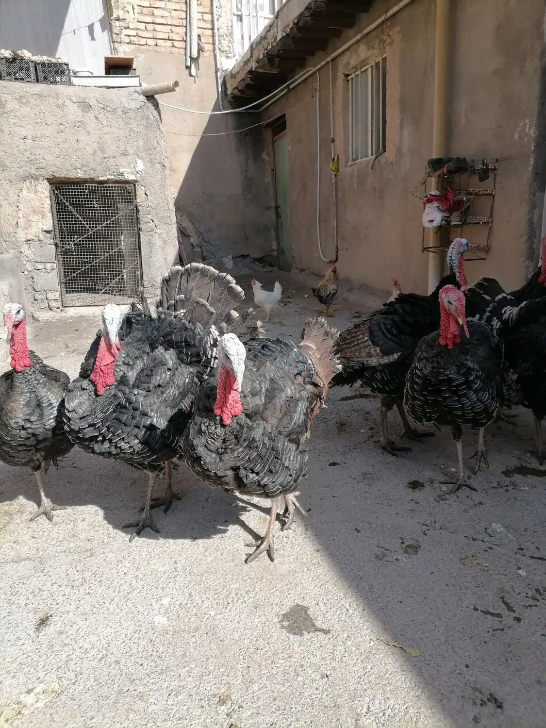 بقلم جوان سالم|حیوانات مزرعه|هرسین, |دیوار