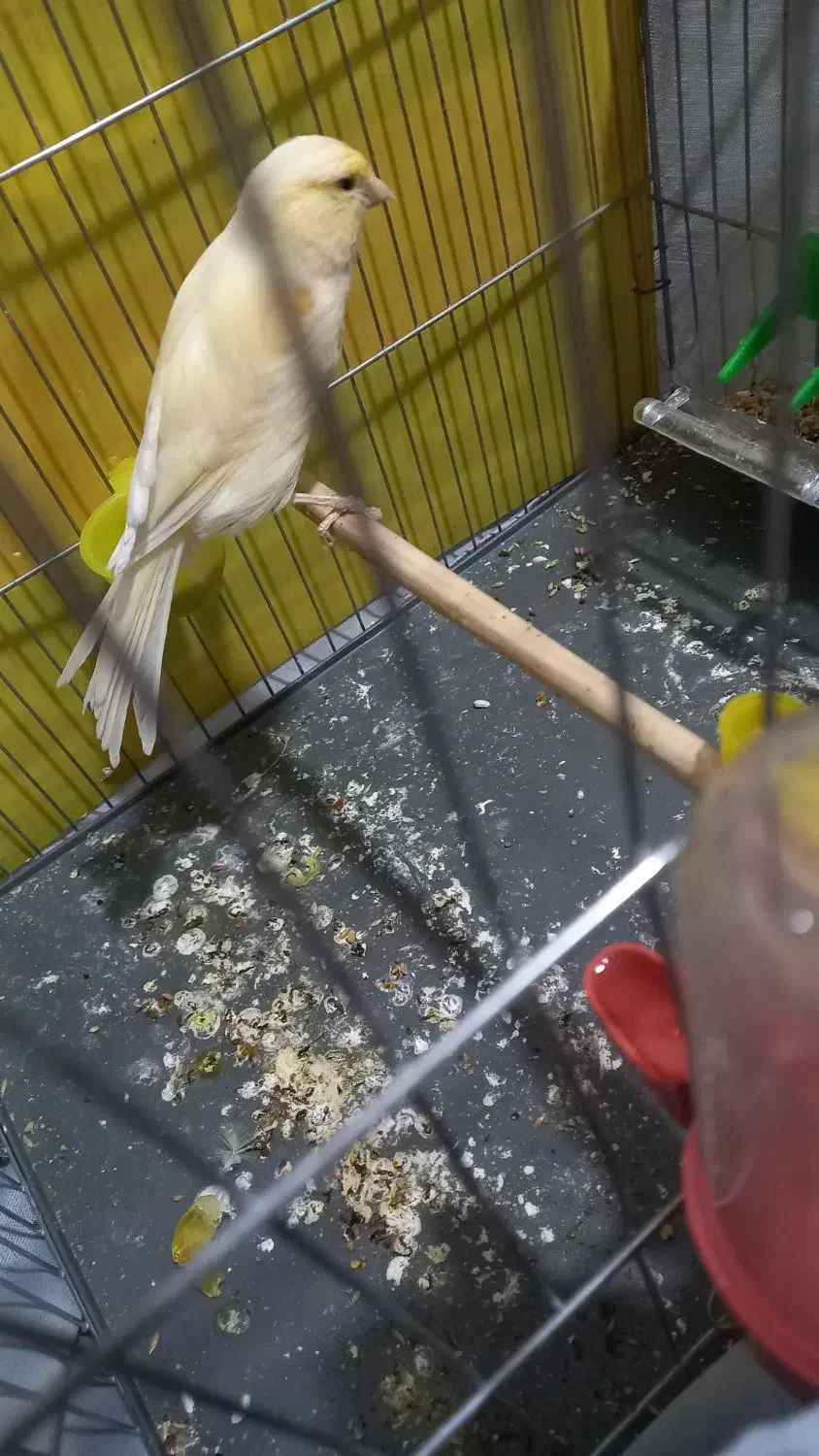 با سلام قناری ماده اماده خوشرنگ وسرحال|پرنده|اندیشه, اندیشه فاز ۱|دیوار