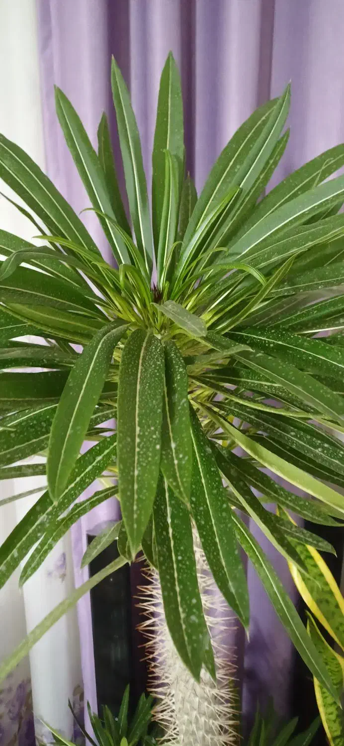 گیاه نخل ماداگاسکار|گل و گیاه طبیعی|محمدشهر, محمدشهر|دیوار