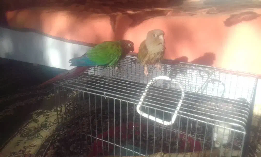 جفت نرماده جوان.طوطی گرینچیک|پرنده|خمینی‌شهر, |دیوار