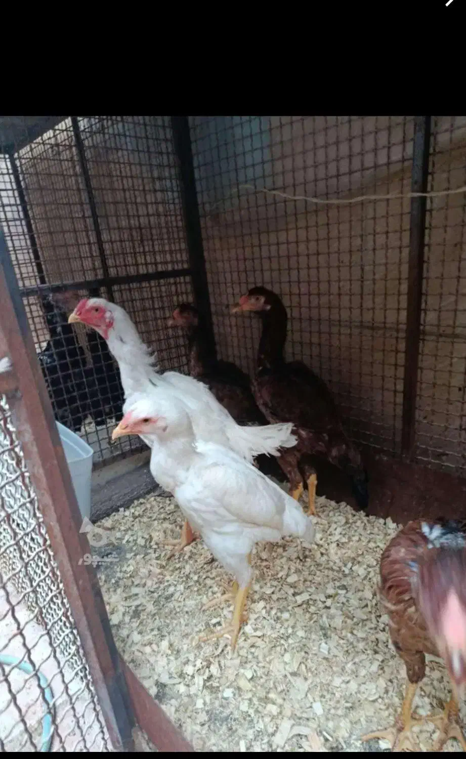 فروش لاری تاجمهر|حیوانات مزرعه|رستمآباد, |دیوار