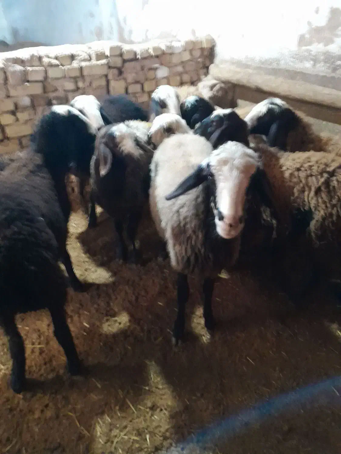 میش وبره|حیوانات مزرعه|قزوین, |دیوار