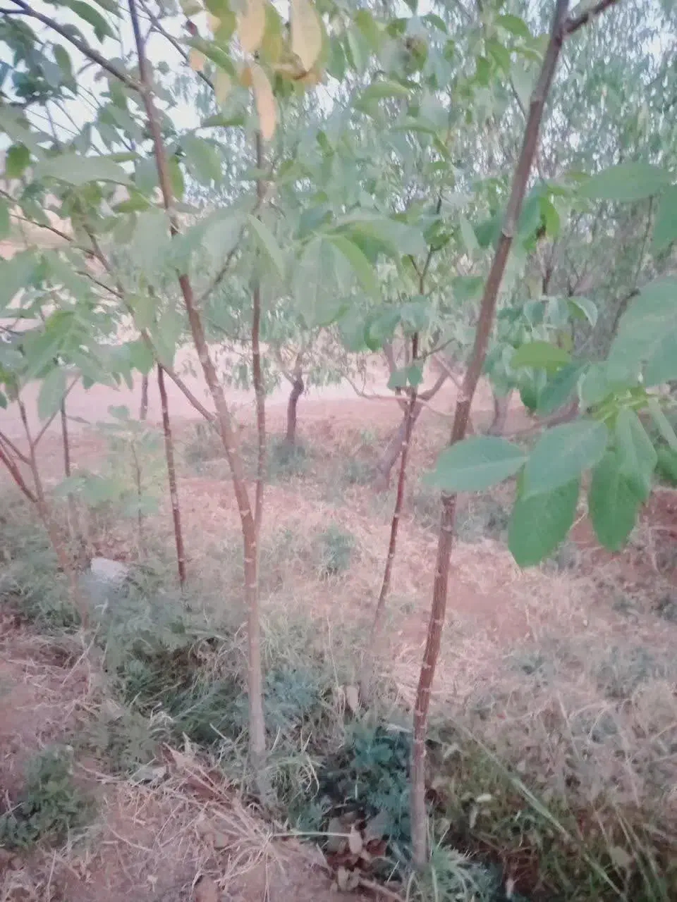 نهال گردو پوست کاغذی و عالی|خدمات باغبانی و درختکاری|بروجرد, |دیوار