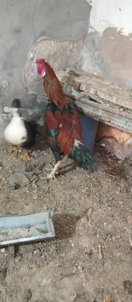 خروس|حیوانات مزرعه|اردکان, |دیوار