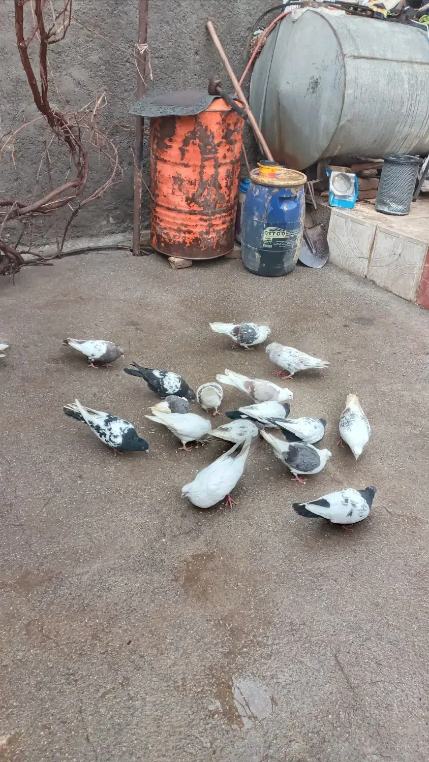 کبوتر|پرنده|بیرانوند, |دیوار