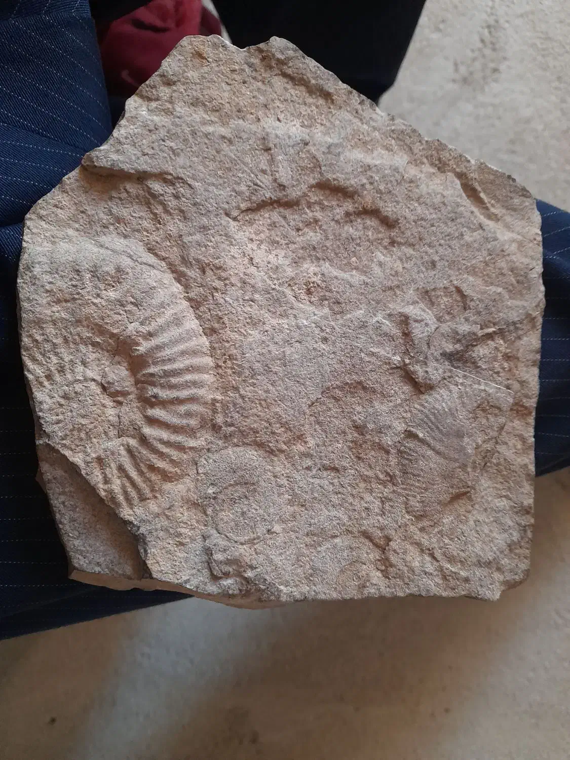 فسیل آمونیت|کلکسیون اشیاء عتیقه|کرمانشاه, |دیوار