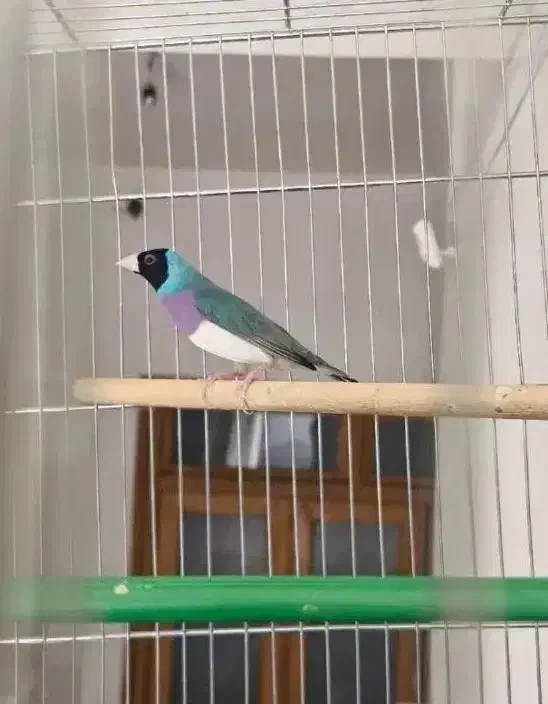 فنچ گلدین|پرنده|قزوین, |دیوار