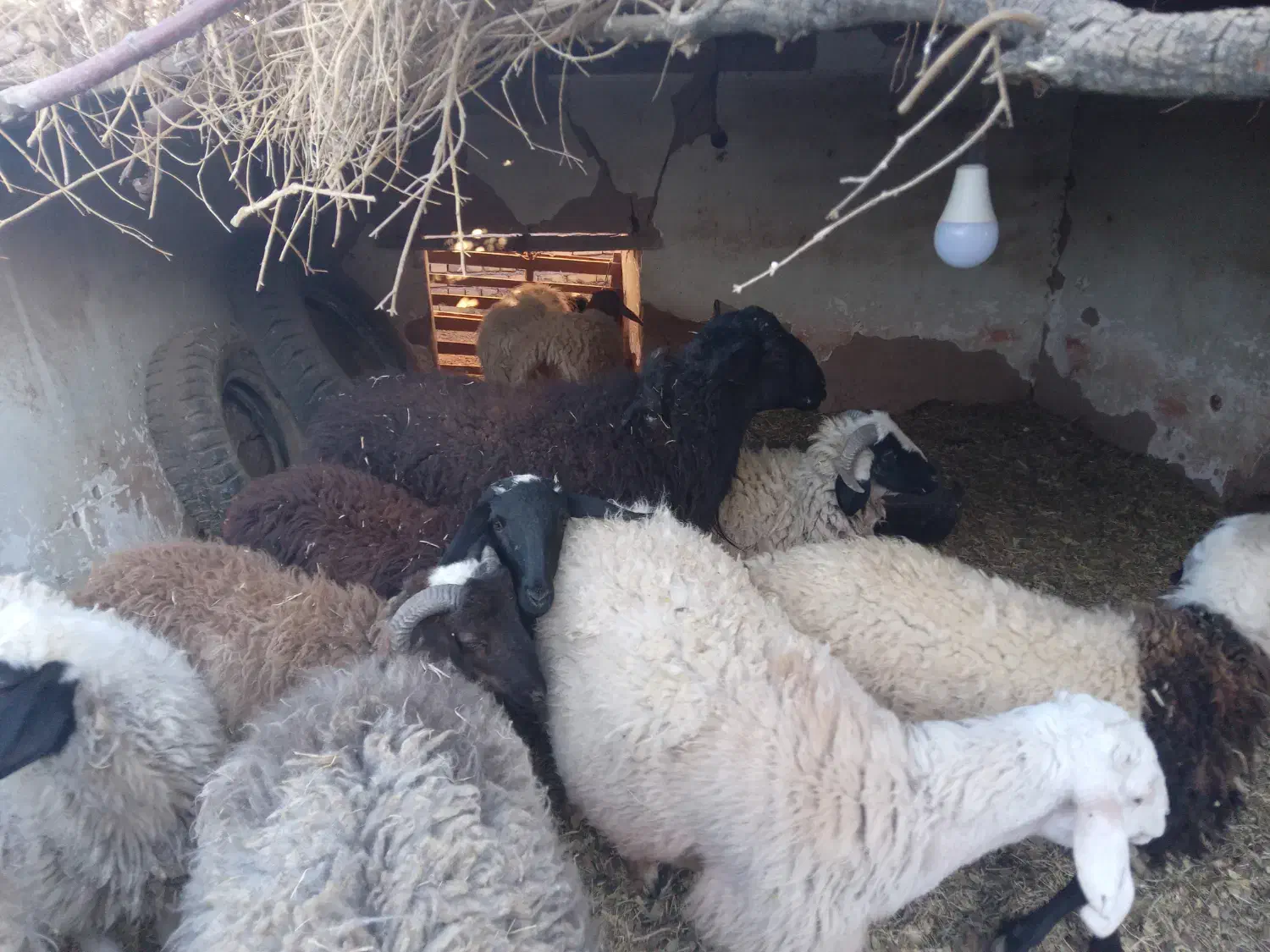 حیوان و مزرعه|حیوانات مزرعه|فردوس (کرمان), |دیوار