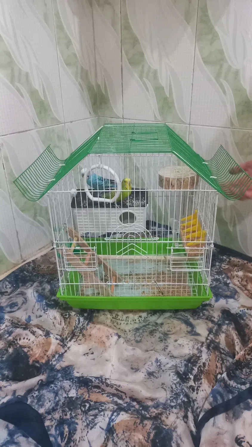 مرغ عشق|پرنده|مریوان, |دیوار