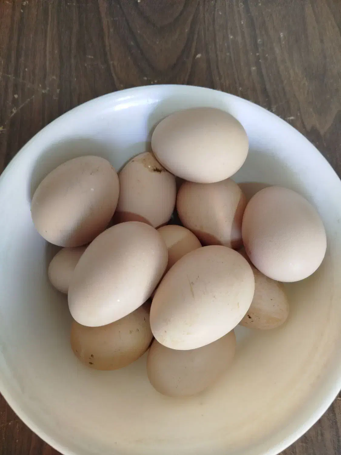 تخم مرغ|خوردنی و آشامیدنی|مهریز, |دیوار