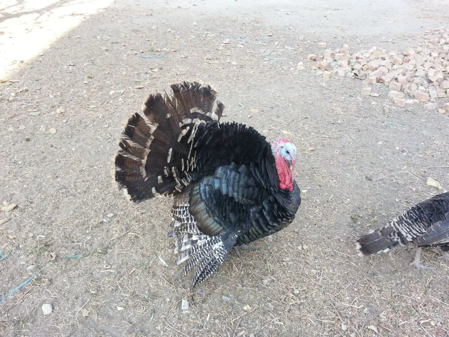 بوقلمون نر|حیوانات مزرعه|تهران, تولید دارو|دیوار