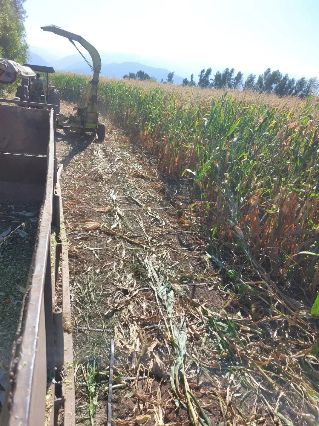 فروش ذرت علوفه یی|عمدهفروشی|فاضل آباد, |دیوار