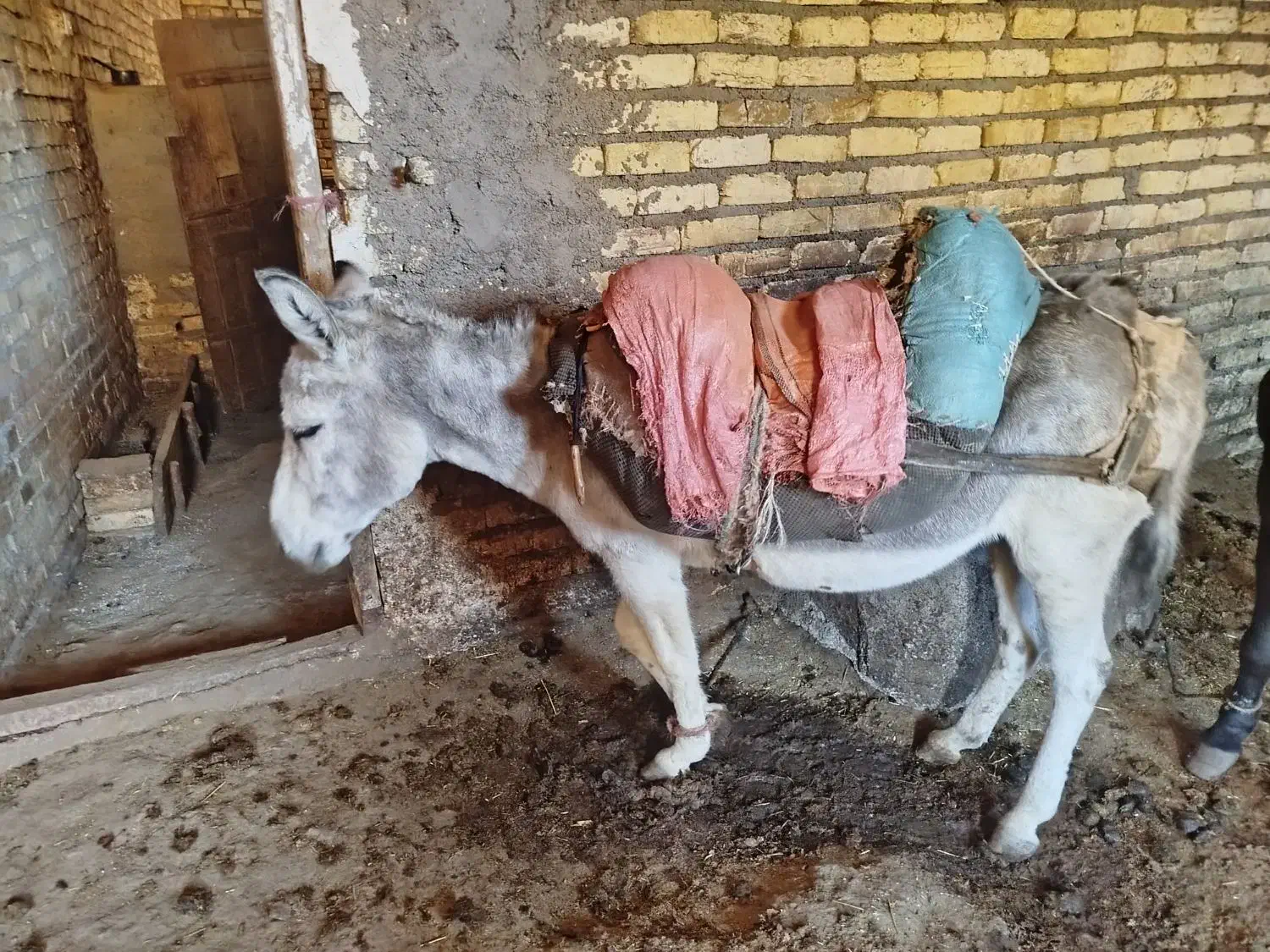 الاغ|حیوانات مزرعه|قره پشتلو, |دیوار