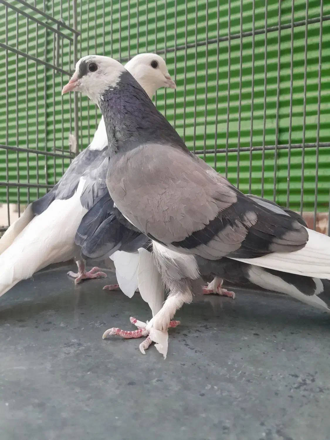 کبوتر پرشی|پرنده|تهران, ائمه اطهار|دیوار