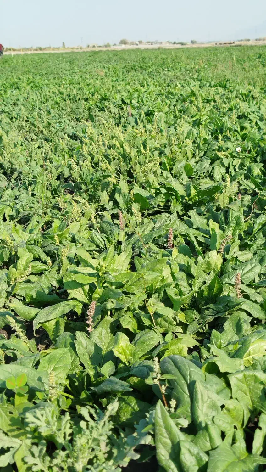 اسفناج فروشی|گل و گیاه طبیعی|گنبد کاووس, |دیوار