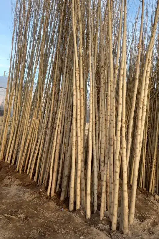 نهالستان تولید نهال صنوبر میوه گردو و بادام|خدمات باغبانی و درختکاری|مرودشت, ابوذر جنوبی|دیوار