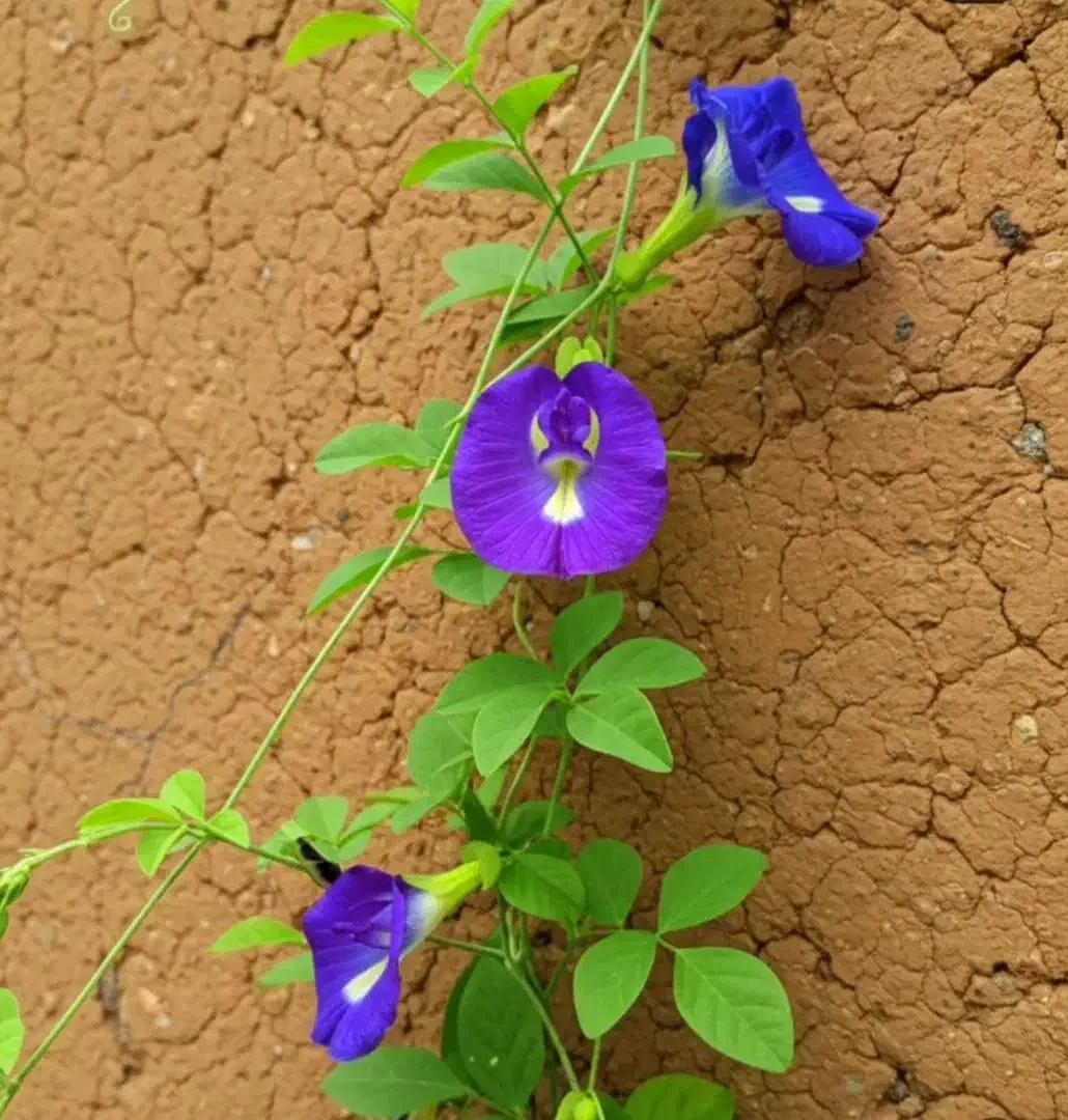 گمشده|اشیا|میناب, |دیوار