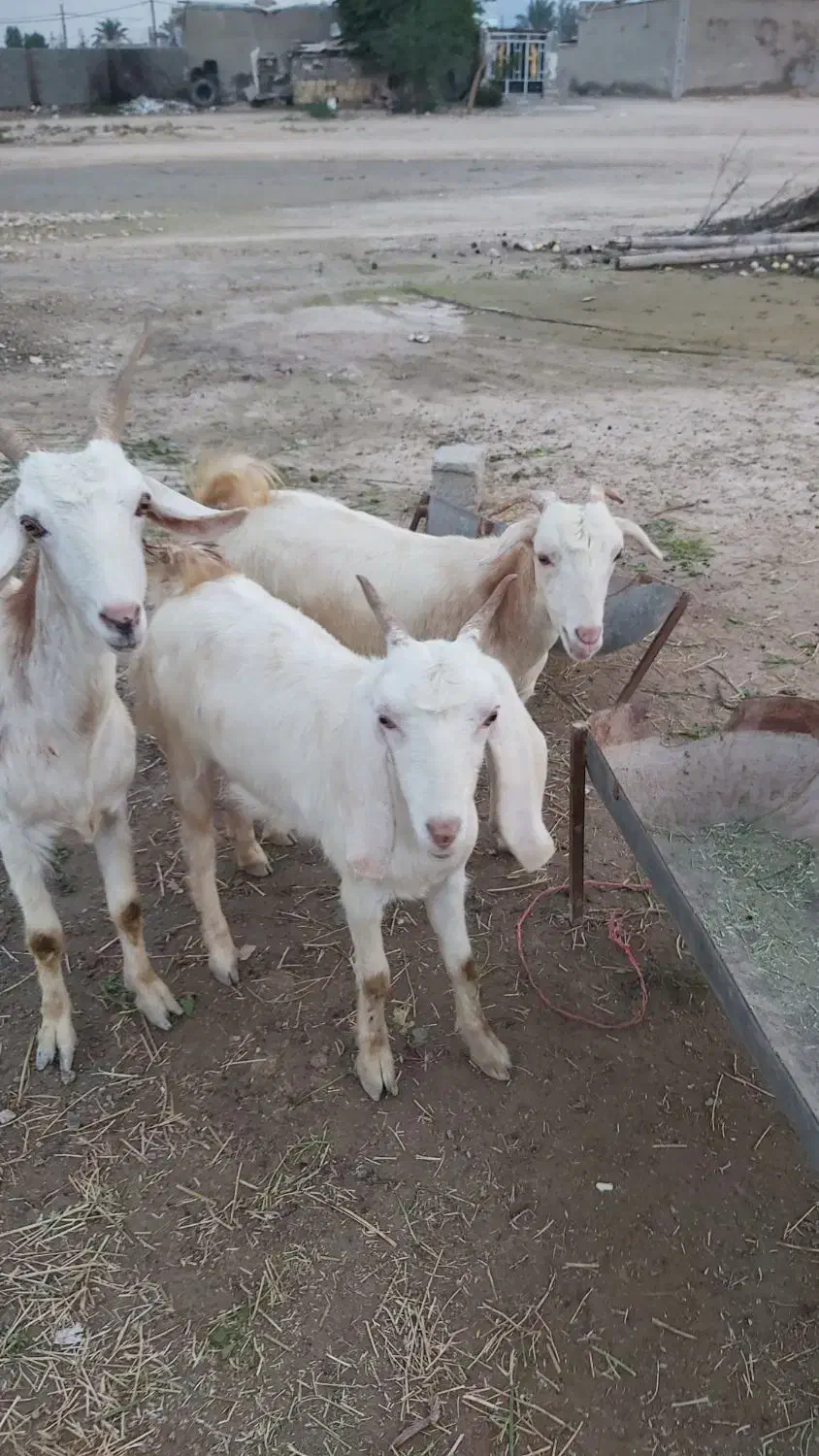 بز ، میش|حیوانات مزرعه|لامرد, |دیوار