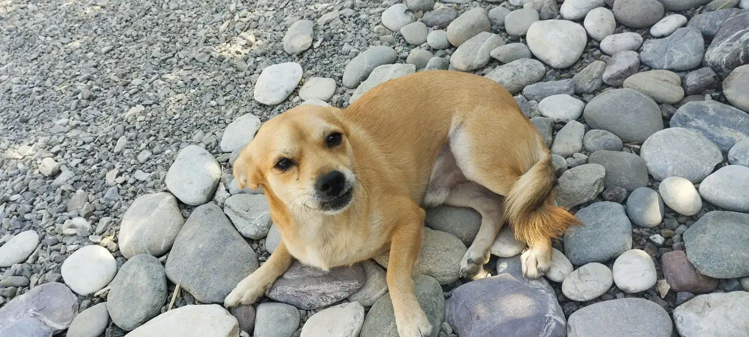 سگ نر|سگ|آسمینون, |دیوار