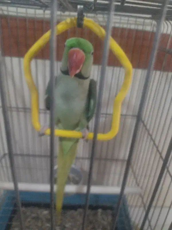 شاه طوطی ماده|پرنده|کرج, شهرک سهرابیه|دیوار