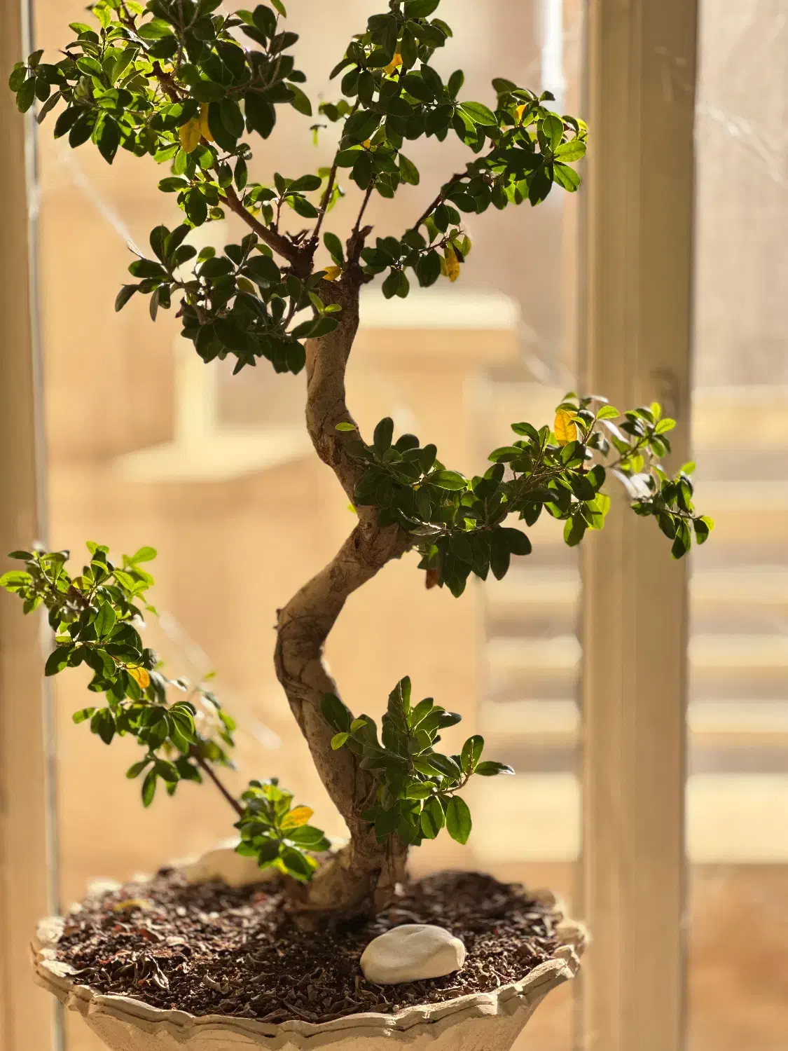 درختچه ، بونسای جنسینگ فیکوس بهمراه ۲عددگلدان لوکس|گل و گیاه طبیعی|تهران, اقدسیه|دیوار