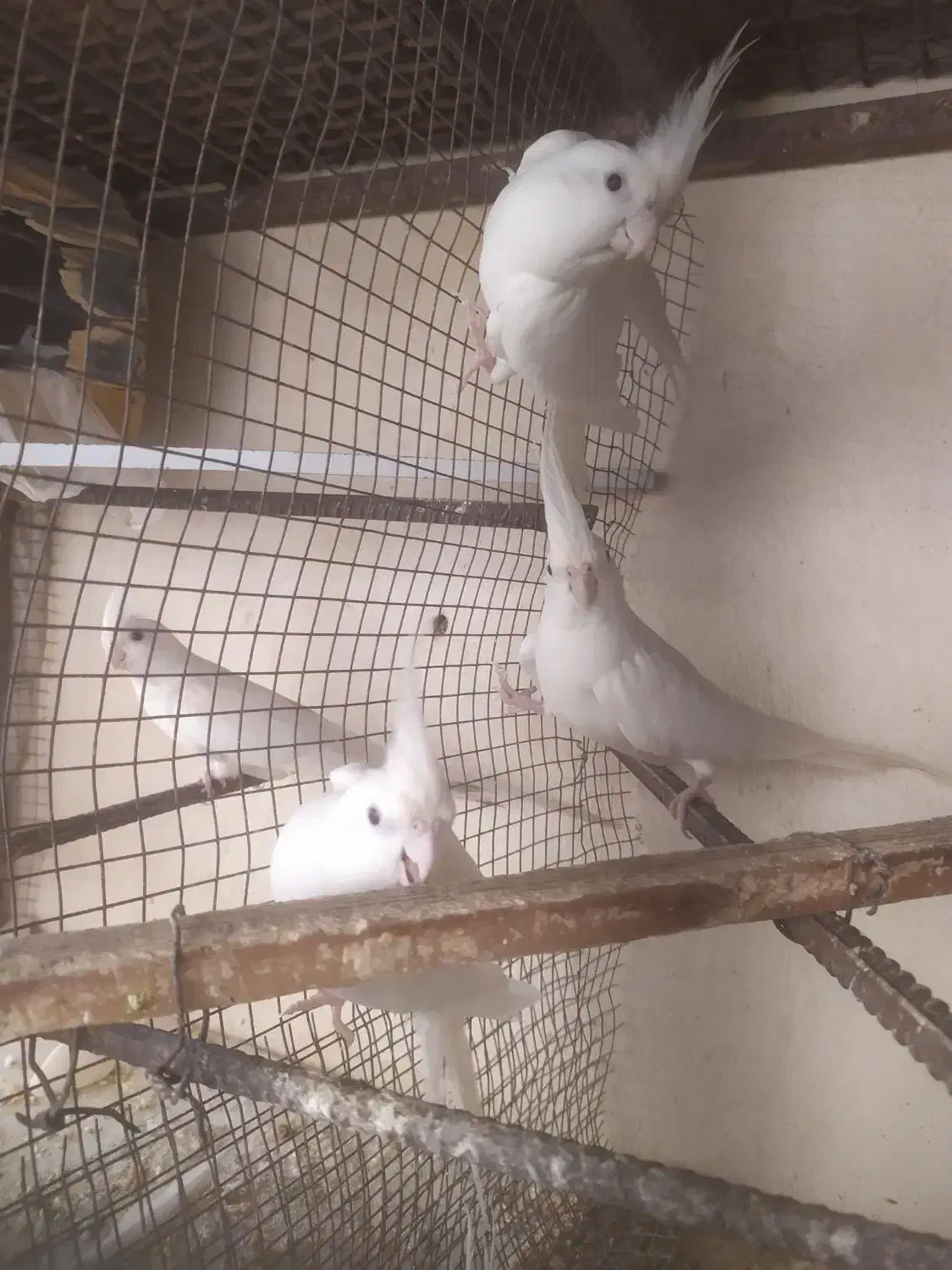 عروس هلندی آلبینو مولد و مرغ عشق نر|پرنده|چابهار, |دیوار