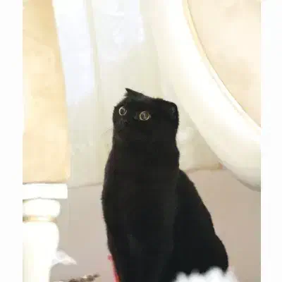 واگذاری گربه ماده اسکاتیش فولد|گربه|کرج, حسن آباد|دیوار