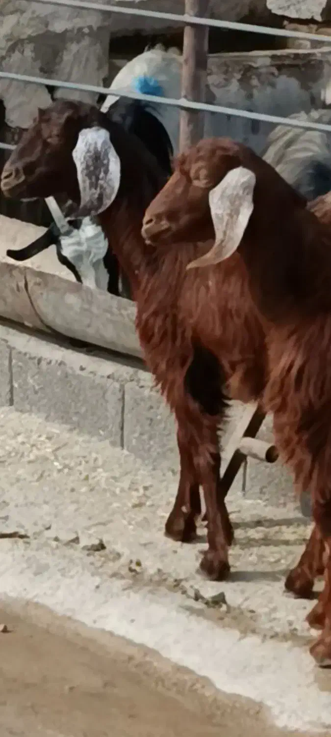 کهره ماده|حیوانات مزرعه|بهبهان, |دیوار