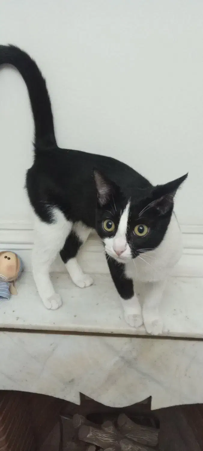 واگذاری گربه|گربه|کرج, شاهینویلا|دیوار