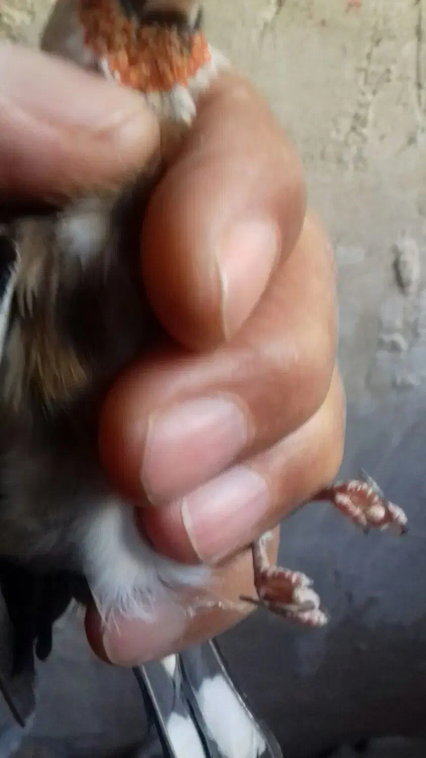 سهره نر، بخوان|پرنده|اردبیل, |دیوار