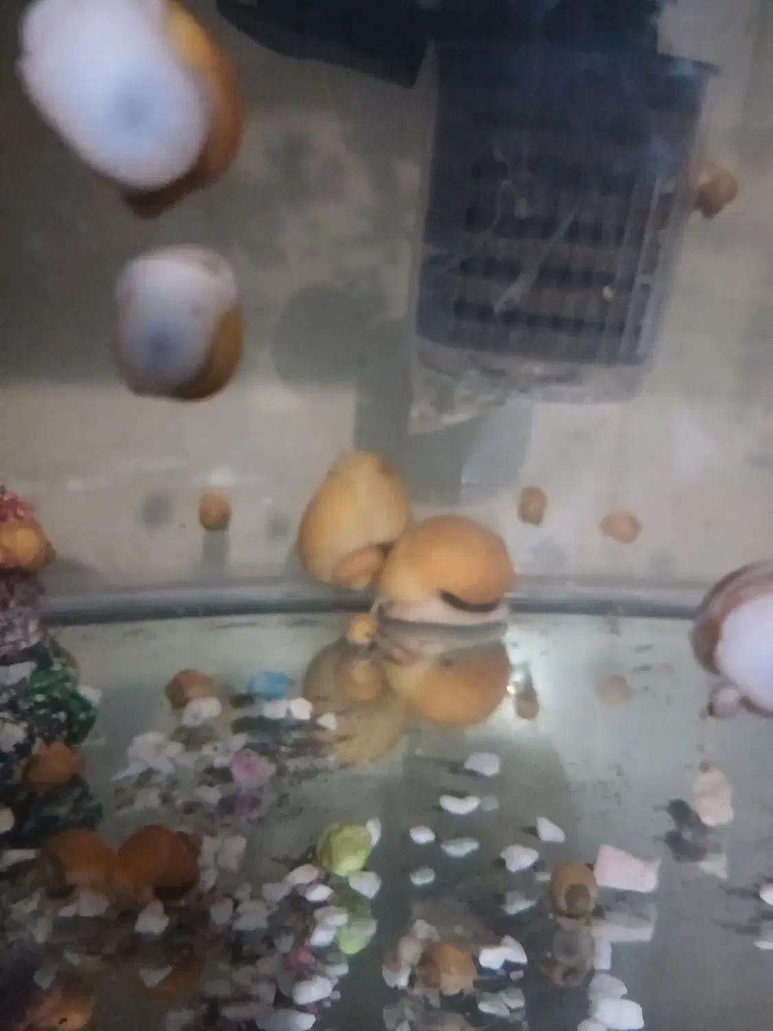 حلزون سیب|خزنده|تهران, لویزان|دیوار