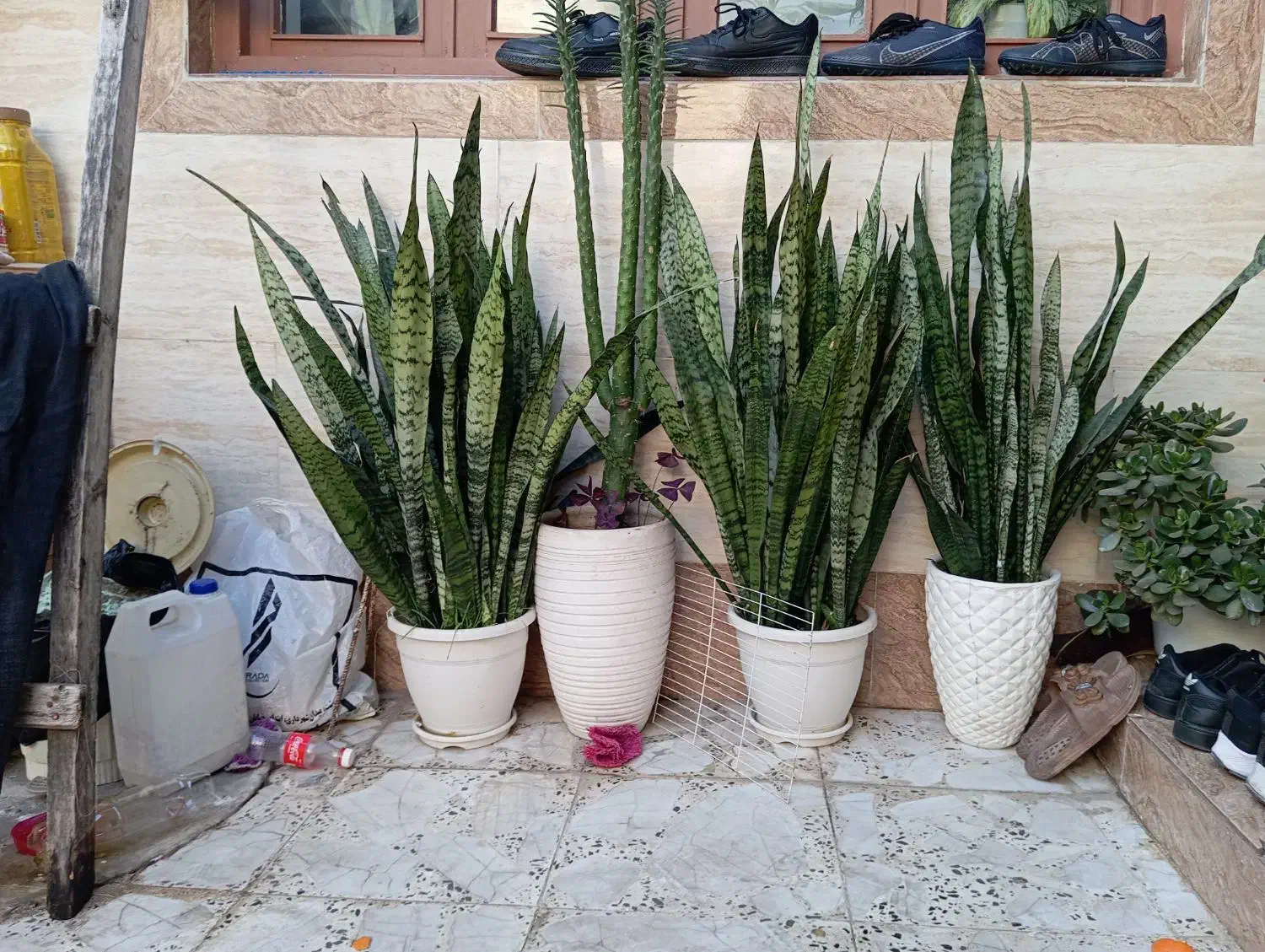 انواع گل|گل و گیاه طبیعی|رشت, قاسمیه|دیوار