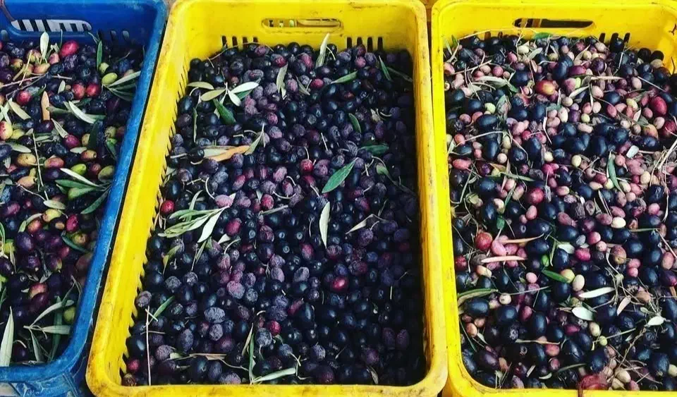 روغن زیتون محلی بابو اصل|خوردنی و آشامیدنی|رودبار, |دیوار
