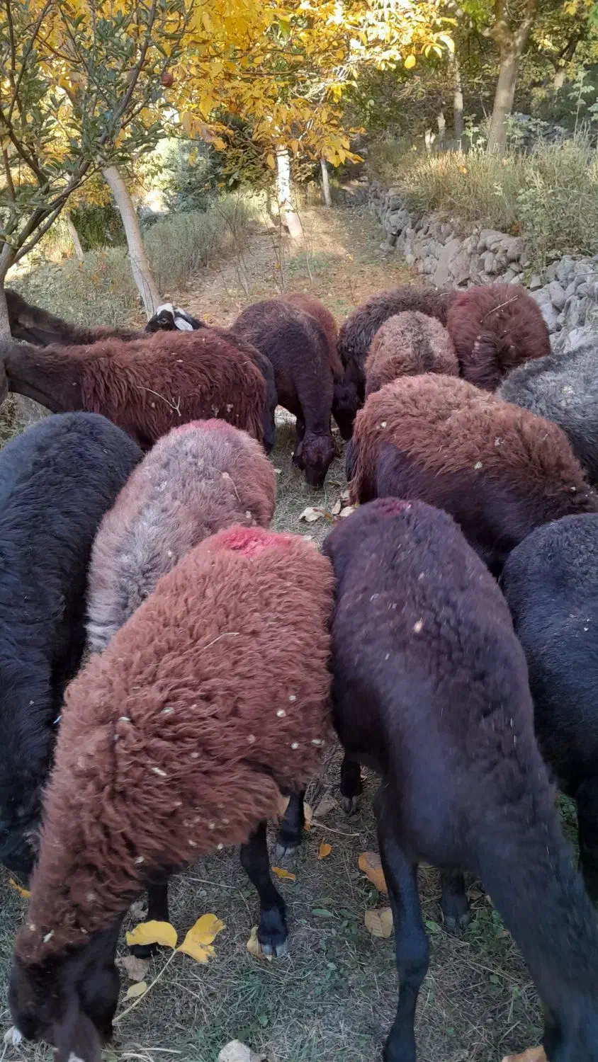 گوسفند افشار|حیوانات مزرعه|اسکو, |دیوار