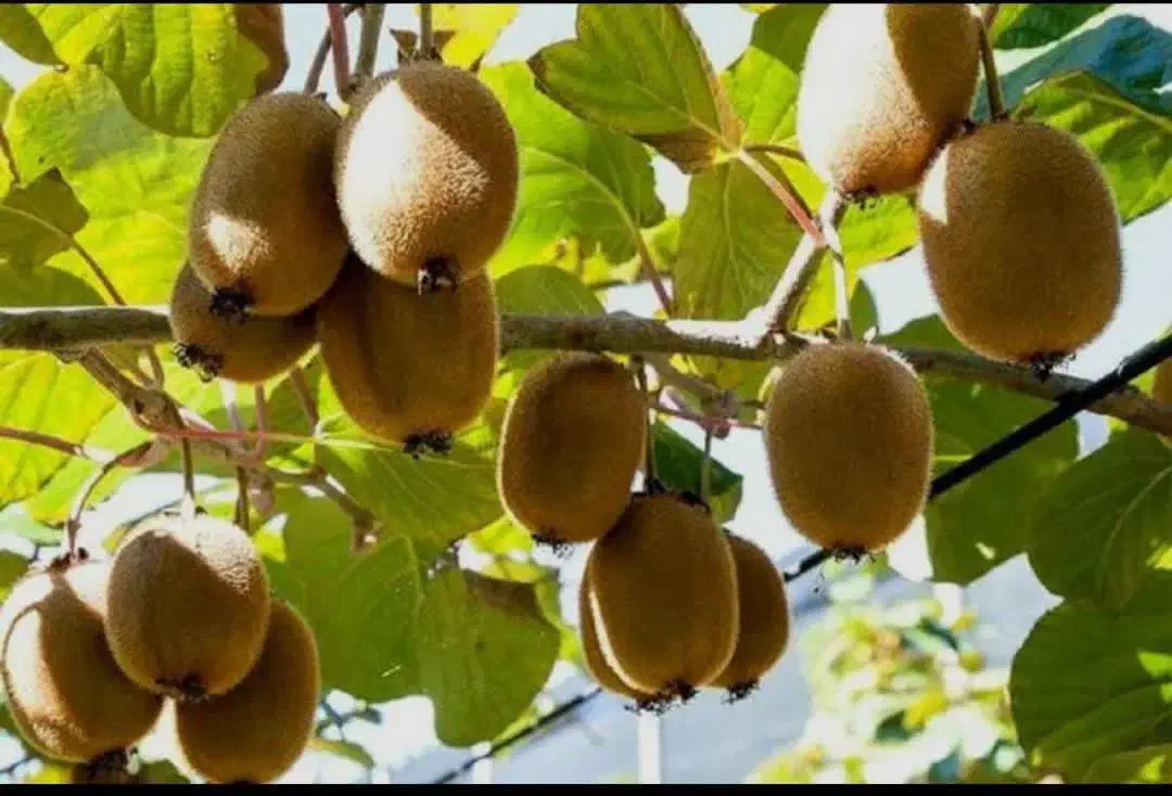 کیوی هایوارد درجه۱|عمدهفروشی|اسالم, |دیوار