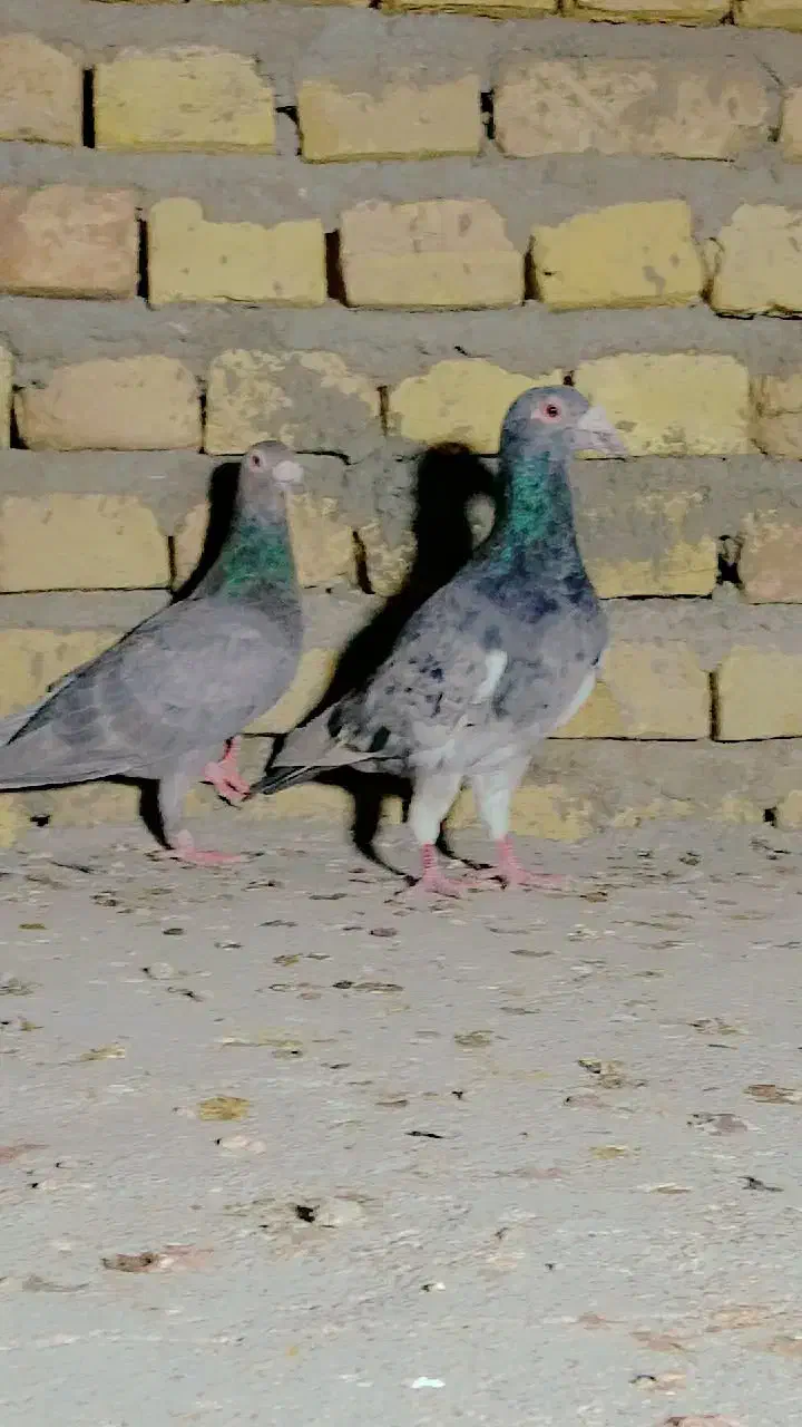 طوقی رنگی، سرور، ریش|پرنده|یزد, |دیوار