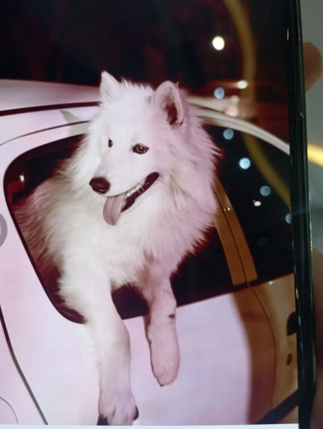 سگ گمشده|حیوانات|اصفهان, مفتح|دیوار