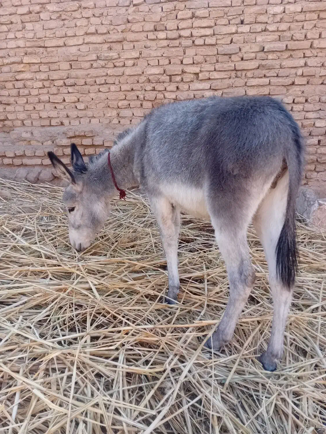 کره الاغ|حیوانات مزرعه|نیشابور, شهرکهنه|دیوار