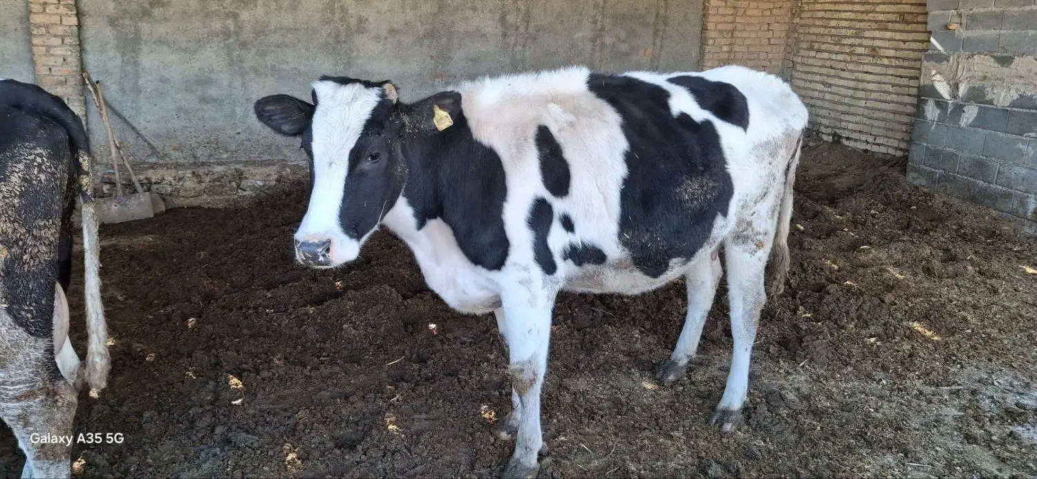 گاو|حیوانات مزرعه|رادکان, |دیوار