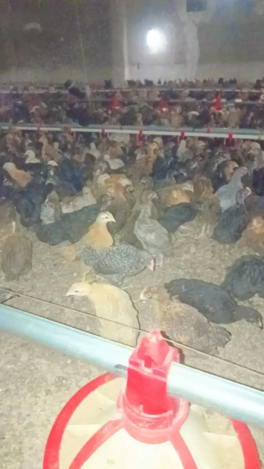 فروش جوجه مرغ و خروس محلی نژاد اصل|حیوانات مزرعه|مرودشت, بیست متری بیمارستان|دیوار