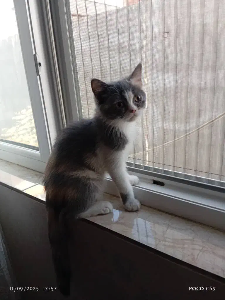 گربه بریتیش سه ماهه|گربه|سنندج, |دیوار