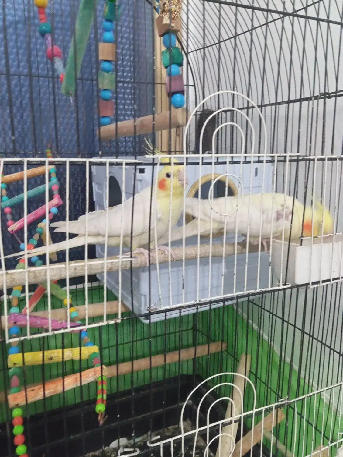 عروس هلندی سخنگو|پرنده|دهگلان, |دیوار