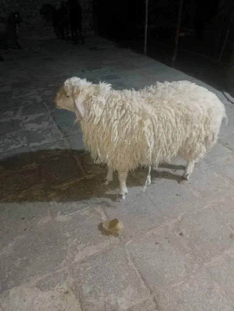 خرید|حیوانات مزرعه|خاش, |دیوار