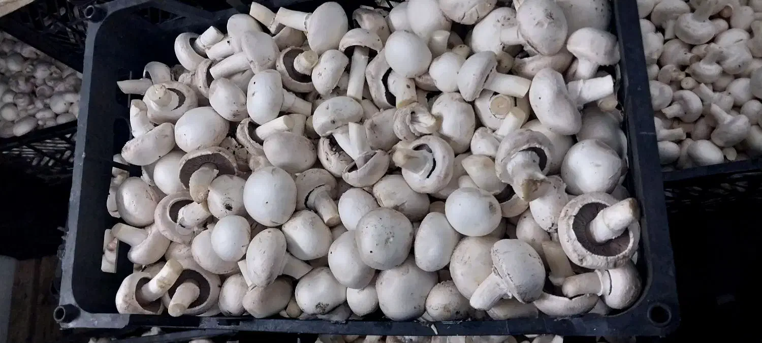 فروش قارچ به قیمت تولیدی|خوردنی و آشامیدنی|شوشتر, |دیوار