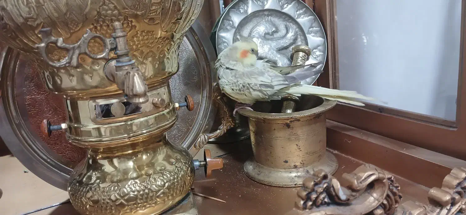 عروس هلندی ماده|پرنده|سیلاخور, |دیوار