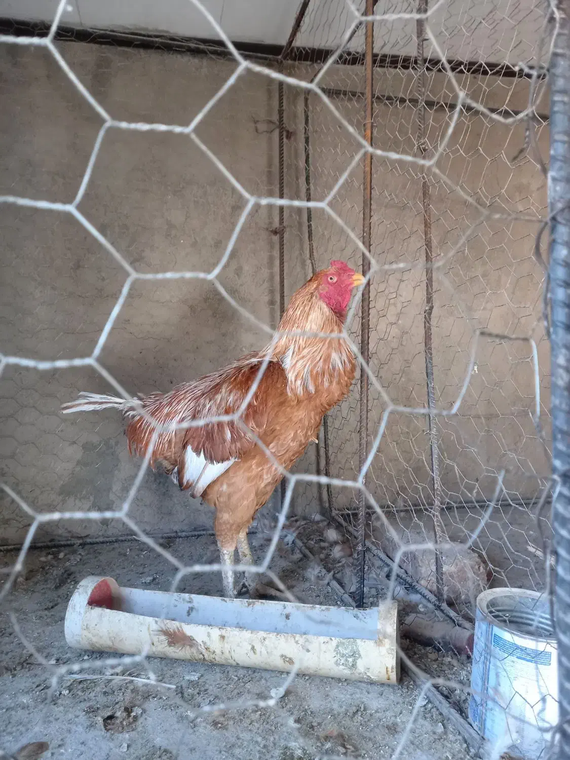 خروس لاری|حیوانات مزرعه|بوئین زهرا, |دیوار