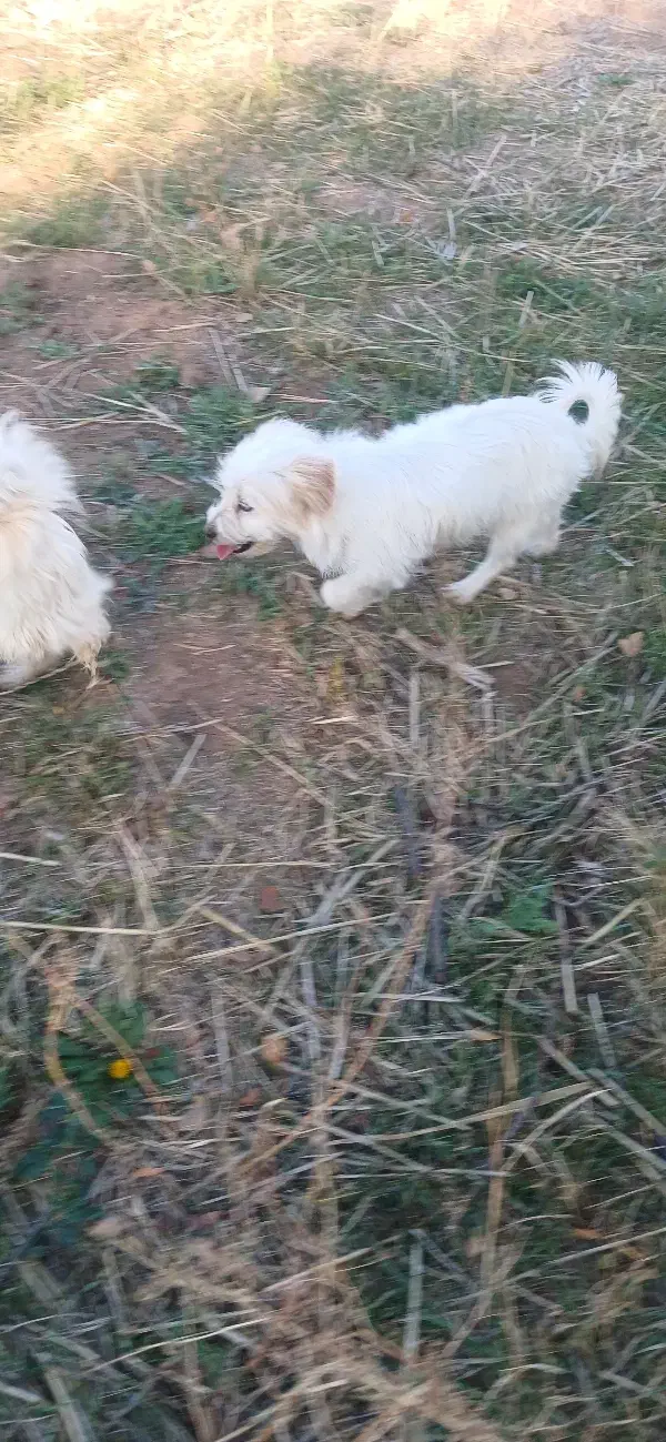 فروشی یک عدد حیوان خانگی|سگ|یامچی, |دیوار