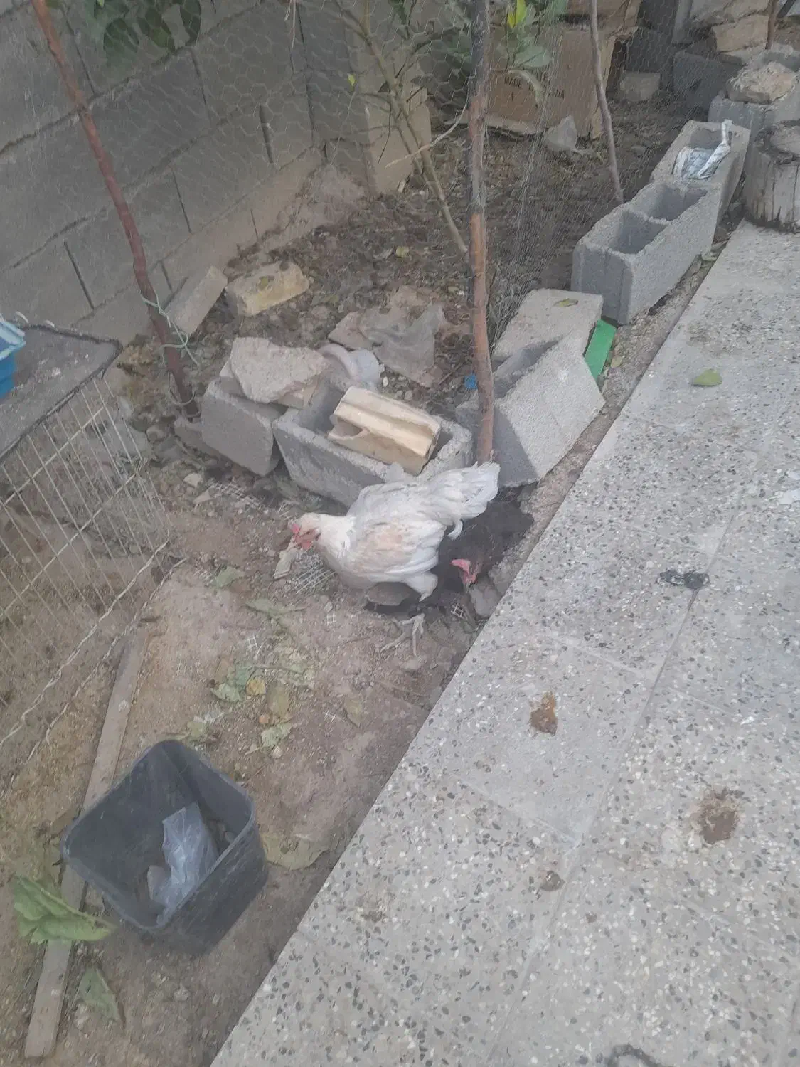 فروشه ۳ عدد مرغ و خروس|حیوانات مزرعه|دهدشت, |دیوار