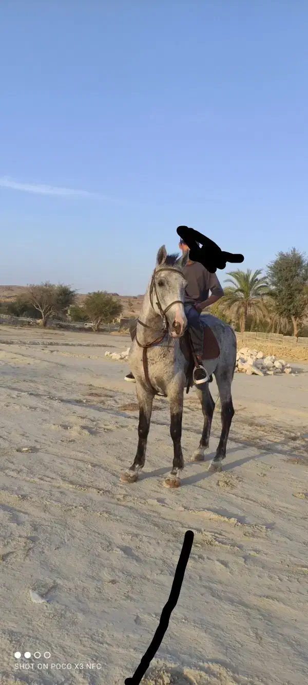 اسب کرد  شش ساله کره سیوان|اسب و تجهیزات اسبسواری|قشم, |دیوار