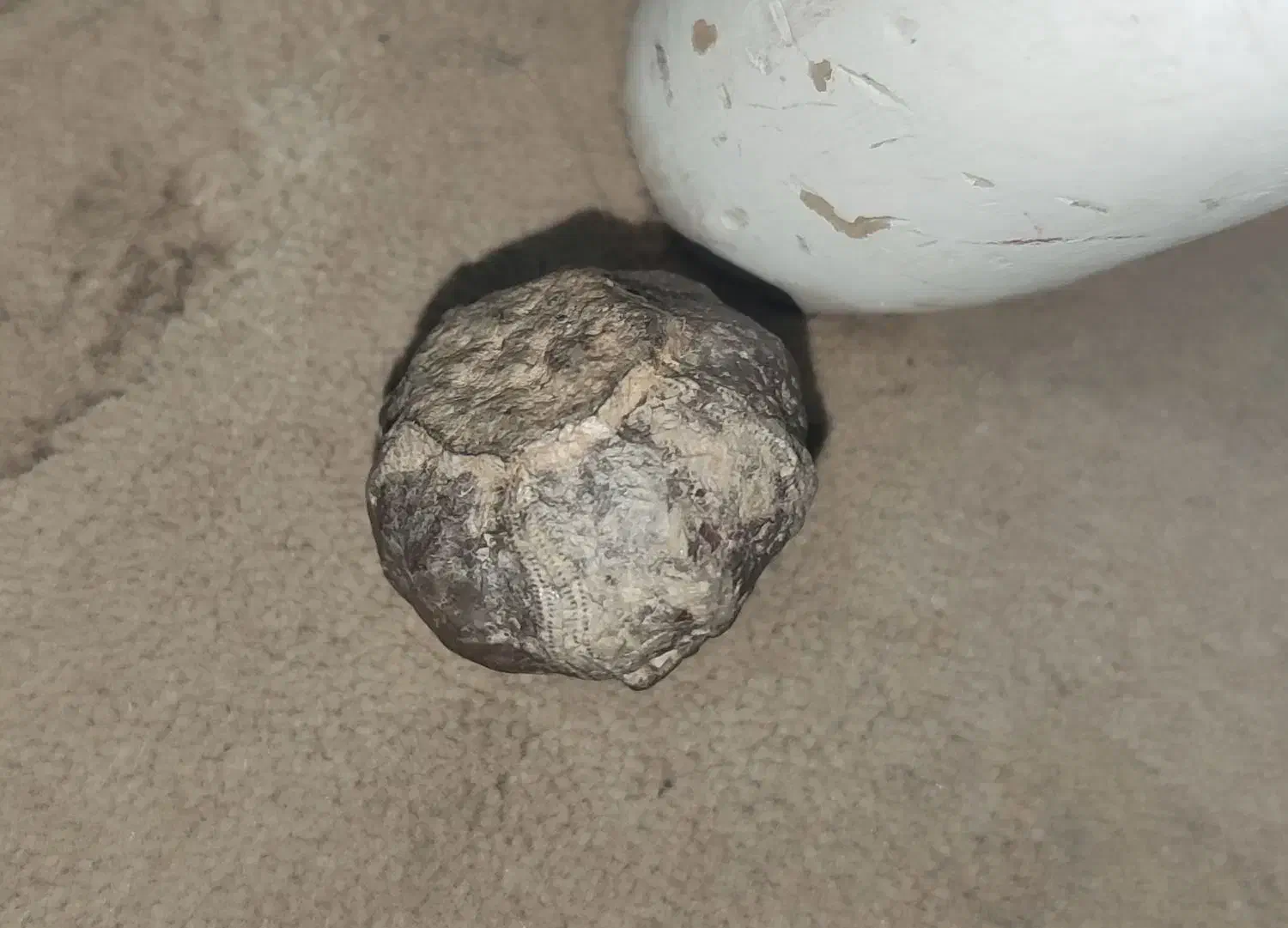 فسیل خشخاش عتیقه|کلکسیون اشیاء عتیقه|مشهد, رده|دیوار